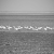 Flamingos at Walvis Bay, Namibia